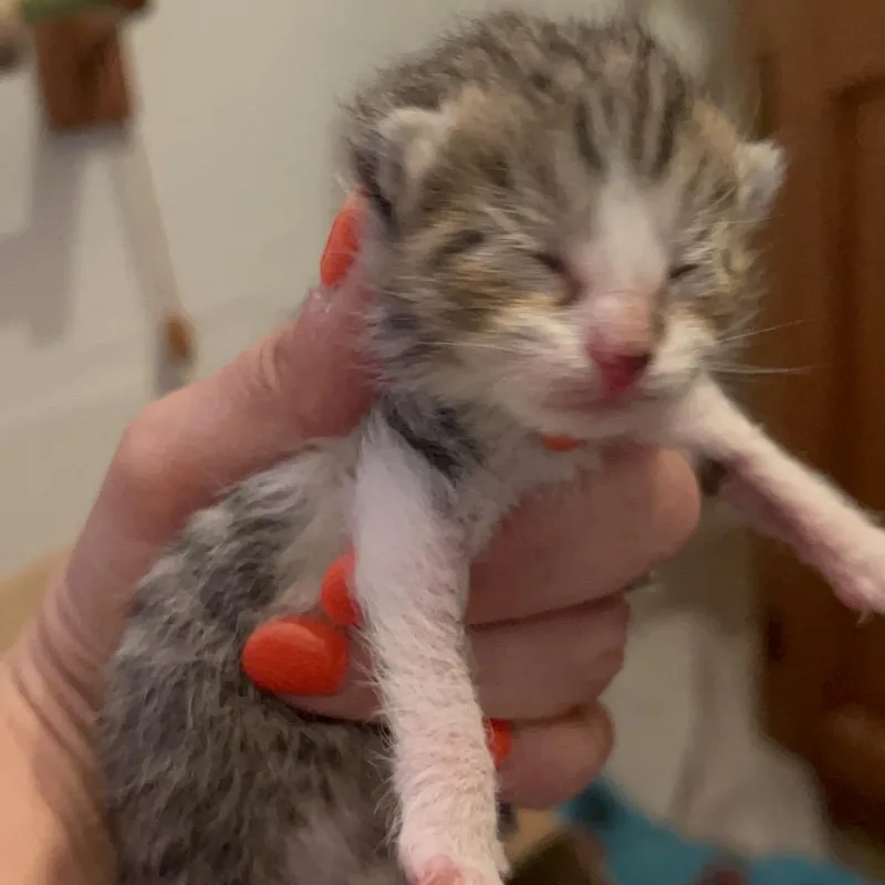 A baby small-sized male Brown / Chocolate Domestic Short Hair cat named Jelly for adoption in Philadelphia, PA