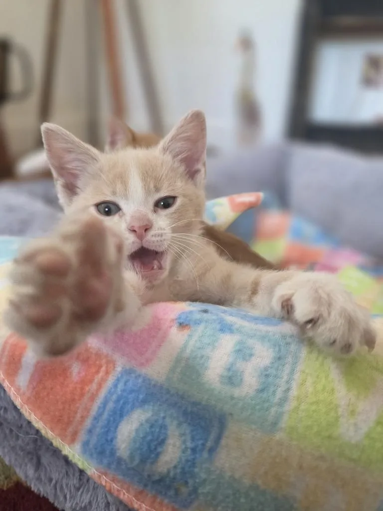 A baby small-sized male Domestic Short Hair cat named Tavi for adoption in Meriden, CT