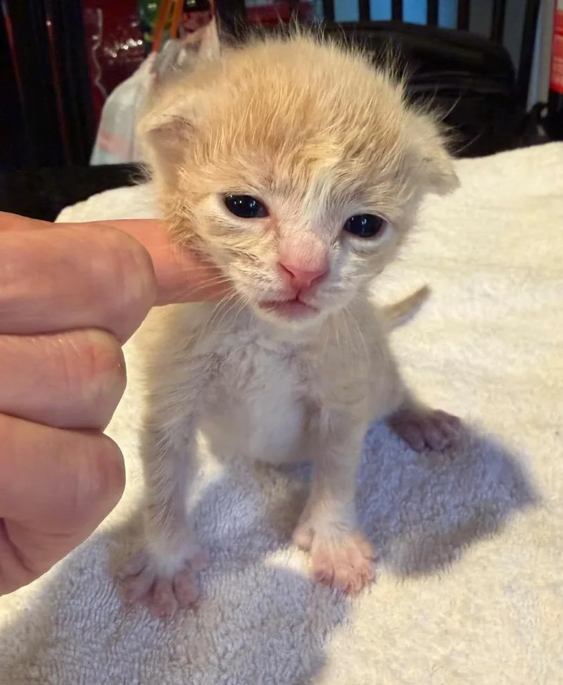 Tavi thumbnail 2