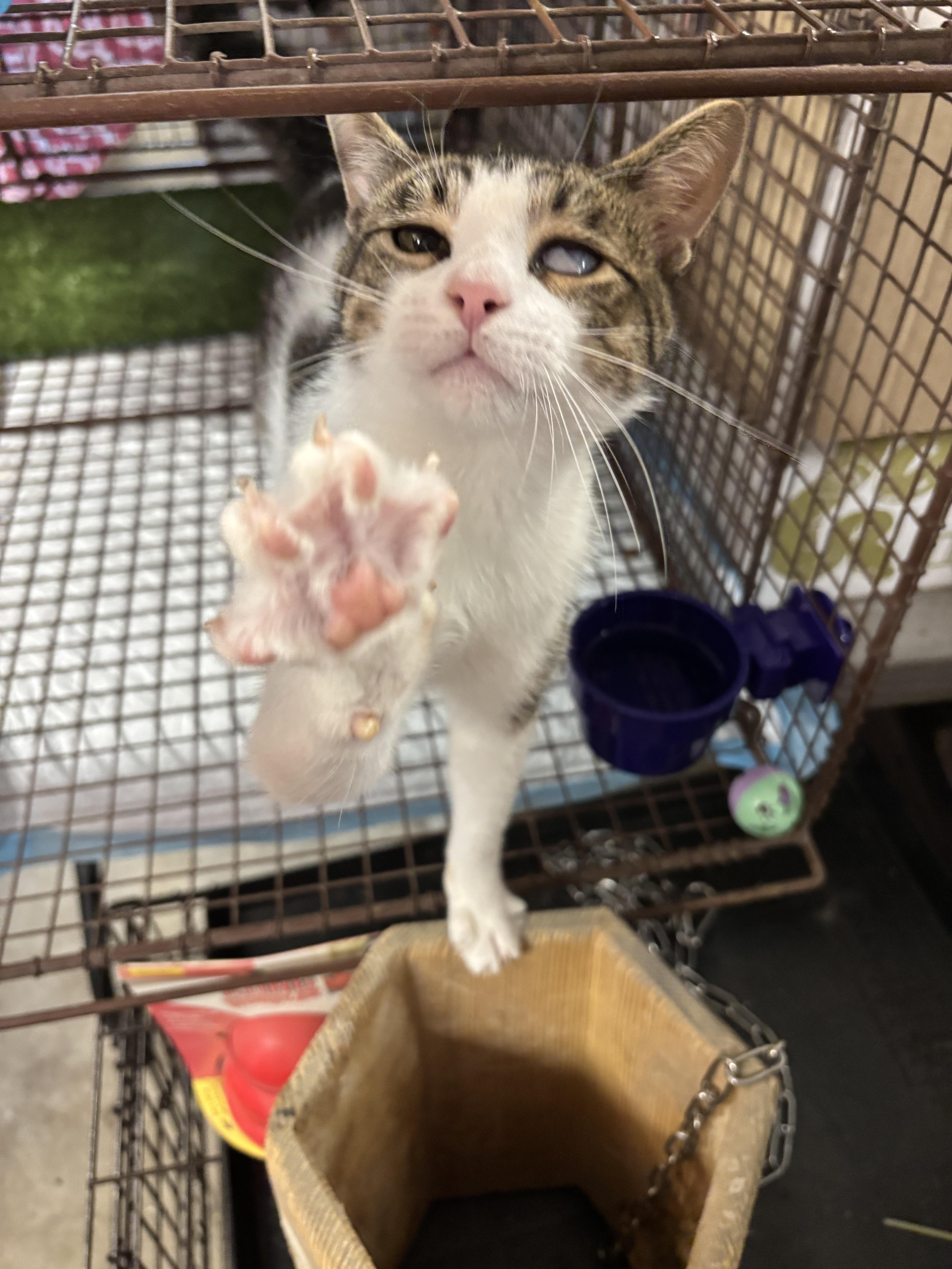 A young medium-sized male Domestic Short Hair cat named Uno for adoption in Paramus, NJ