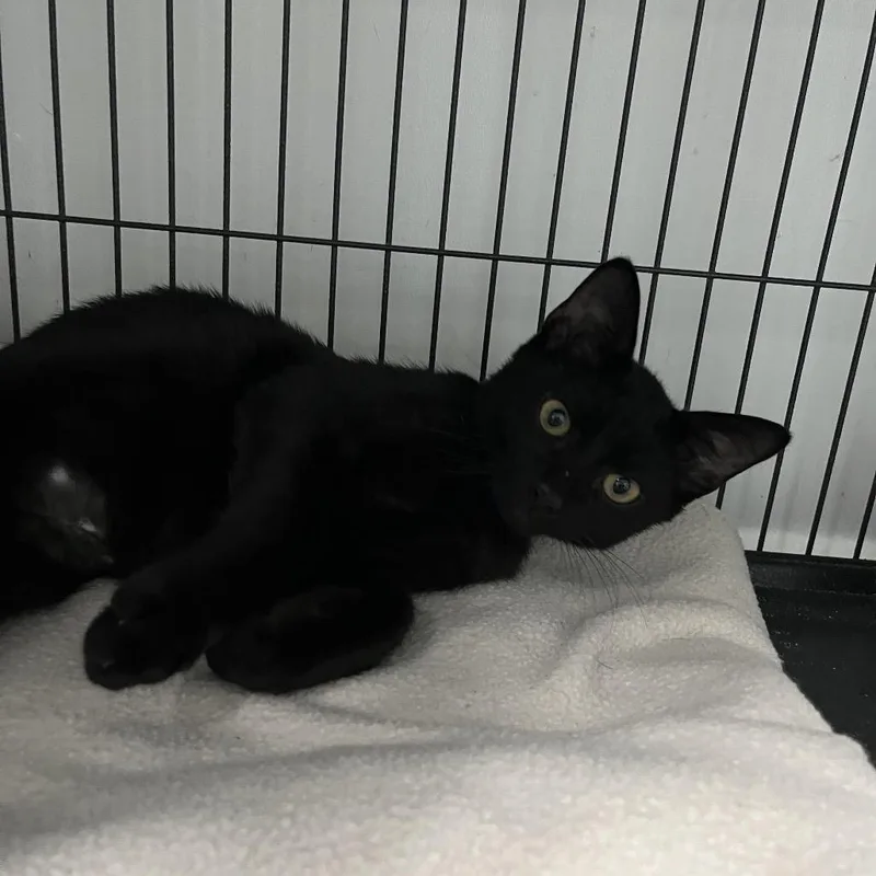 A baby small-sized male Black Domestic Short Hair cat named Wybie for adoption in Lakeland, FL
