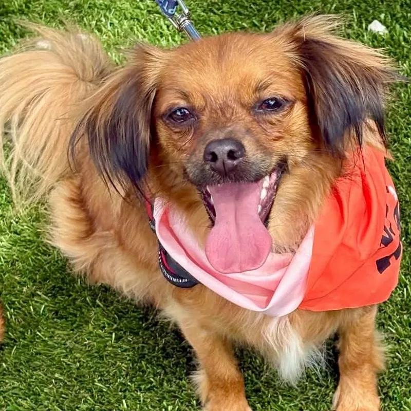 A young small-sized male Chihuahua dog named Prince for adoption in Largo, FL