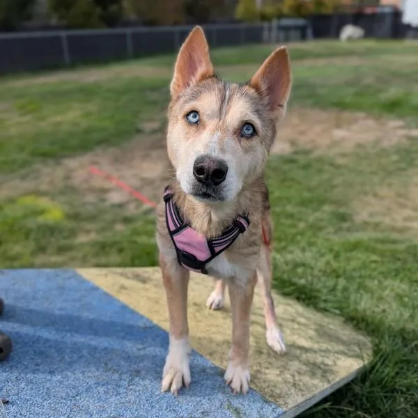 A senior medium-sized female Siberian Husky dog named Sheeba for adoption in Oakland, CA