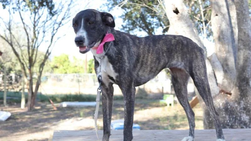 An adult medium-sized female Brindle Greyhound dog named Lydia for adoption in MISSION, TX
