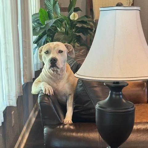 An adult medium-sized female Staffordshire Bull Terrier dog named Tessa for adoption in Dallas, TX