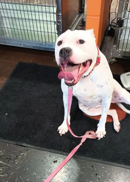 An adult large-sized female Mixed Breed dog named Taco for adoption in Cincinnati, OH