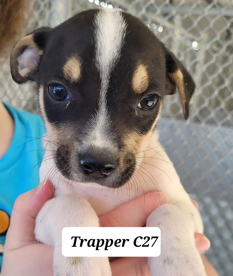 Trapper
