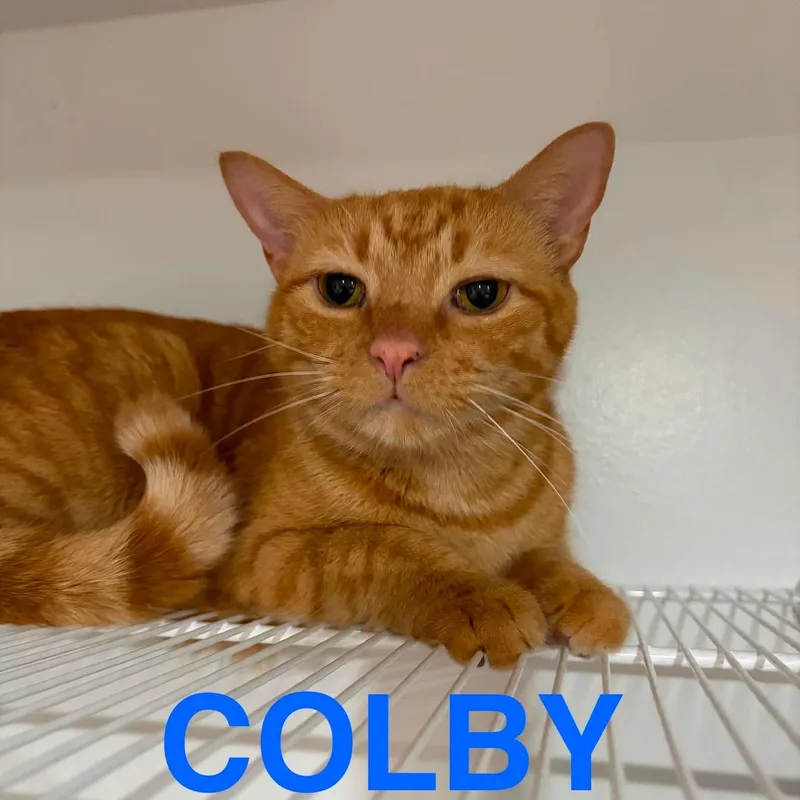 An adult medium-sized male Orange & White Domestic Short Hair cat named Colby for adoption in North Huntingdon, PA