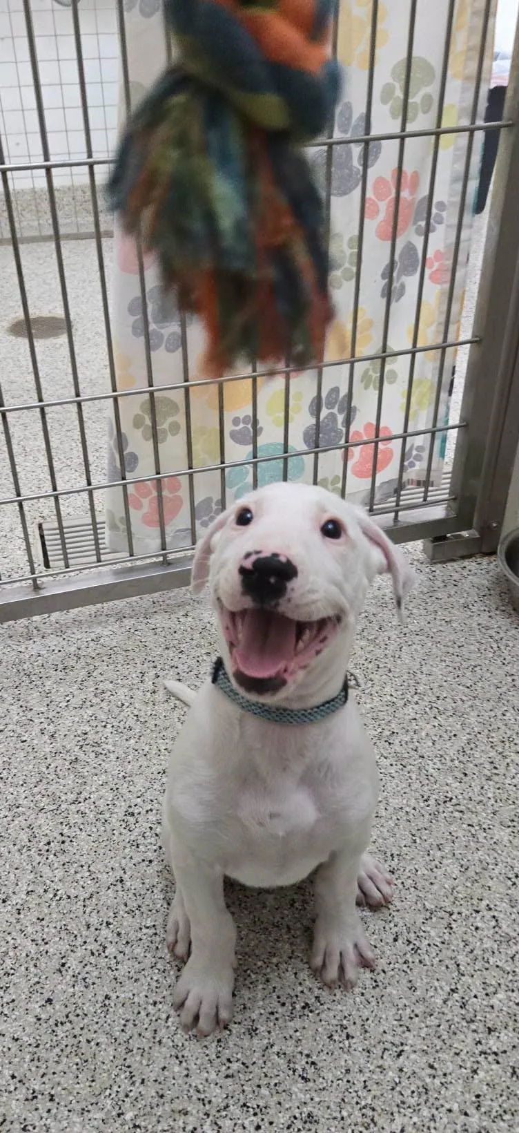 A baby large-sized male White / Cream Bull Terrier dog named Flint for adoption in Black River Falls, WI