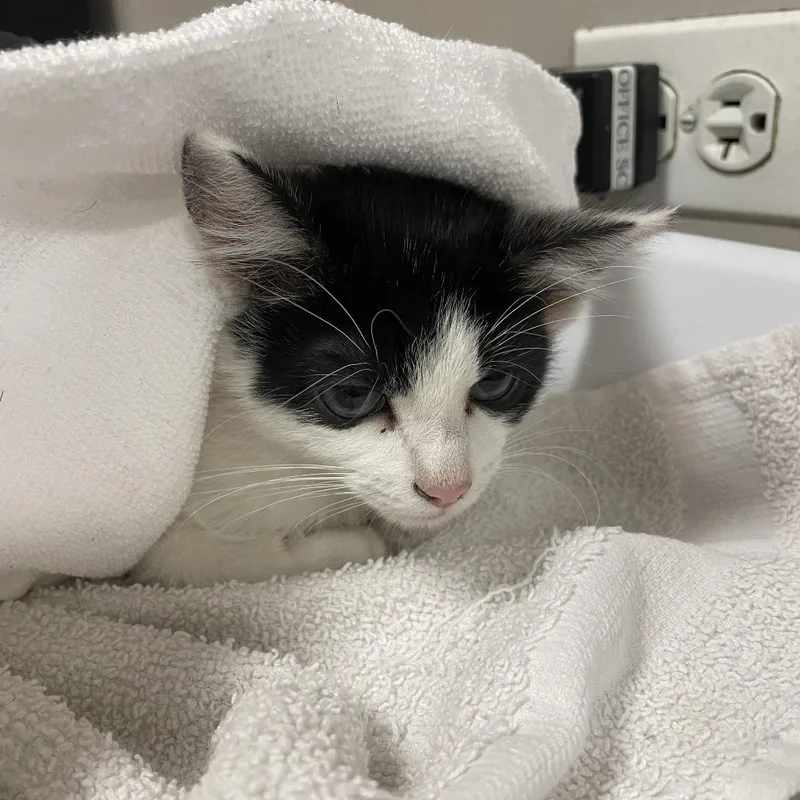 A baby small-sized male White Domestic Short Hair cat named Sid for adoption in Chicago, IL