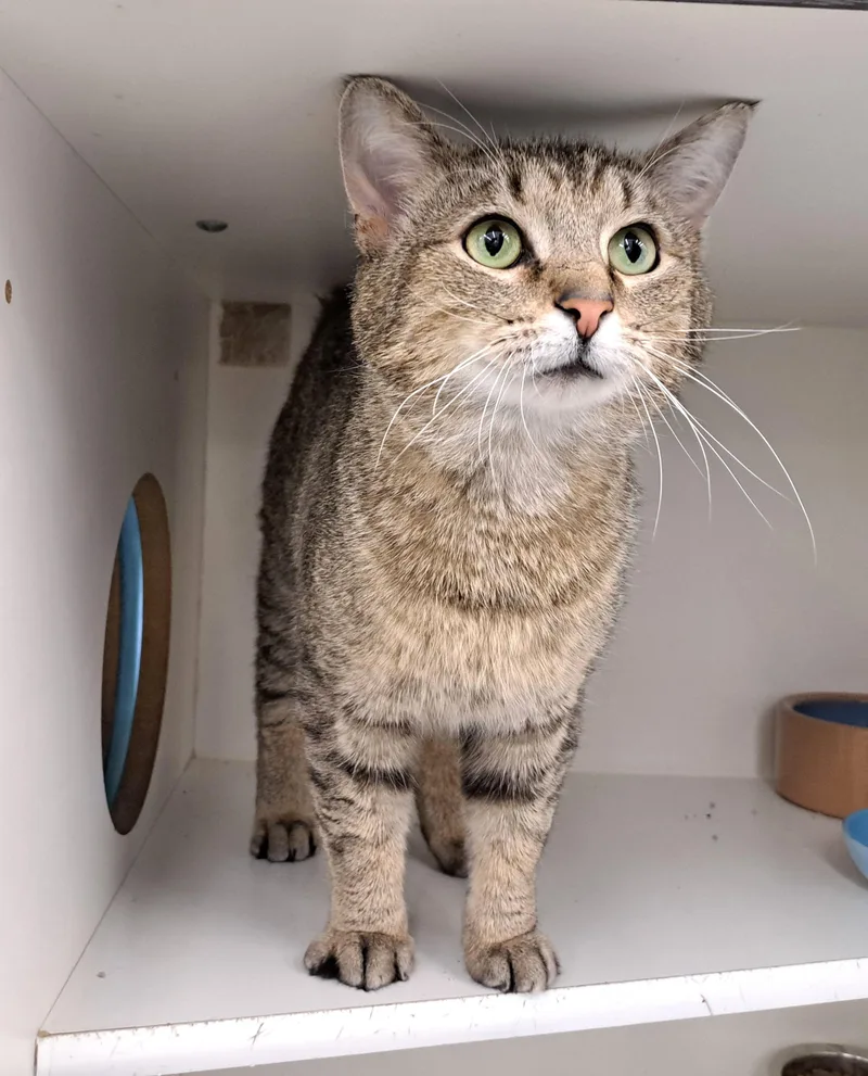 A young medium-sized male Tabby (Brown / Chocolate) Tabby cat named Asher for adoption in New Albany, OH