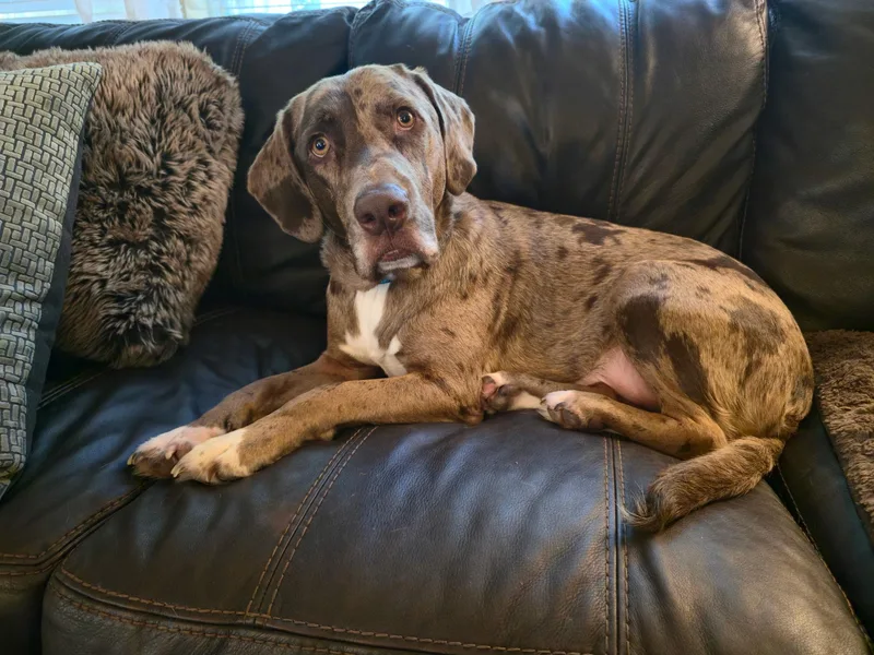 An adult large-sized male Catahoula Leopard Dog dog named Ranger ME for adoption in Warren, ME