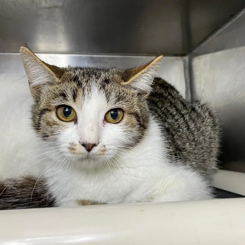 A young medium-sized female Domestic Short Hair cat named Dolly for adoption in Roanoke, VA