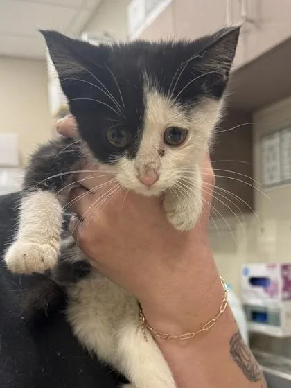 A baby small-sized female Domestic Short Hair cat named O`Reilly for adoption in Fishers, IN