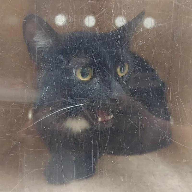 An adult medium-sized female Black Domestic Short Hair cat named Cruella for adoption in Reno, NV
