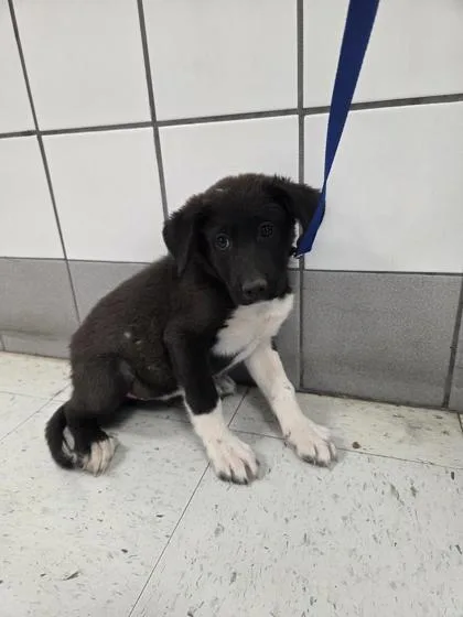 A baby small-sized male Black Mixed Breed dog named 61088620 for adoption in El Paso, TX