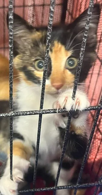 A young small-sized female Calico Domestic Short Hair cat named Nutmeg for adoption in Webster City, IA
