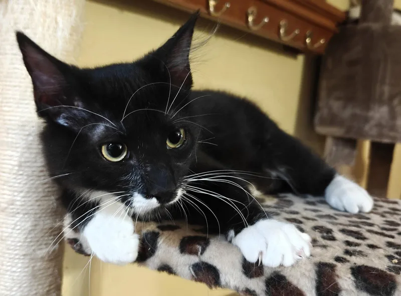 A young medium-sized male Domestic Short Hair cat named Saker for adoption in Phoenix, AZ
