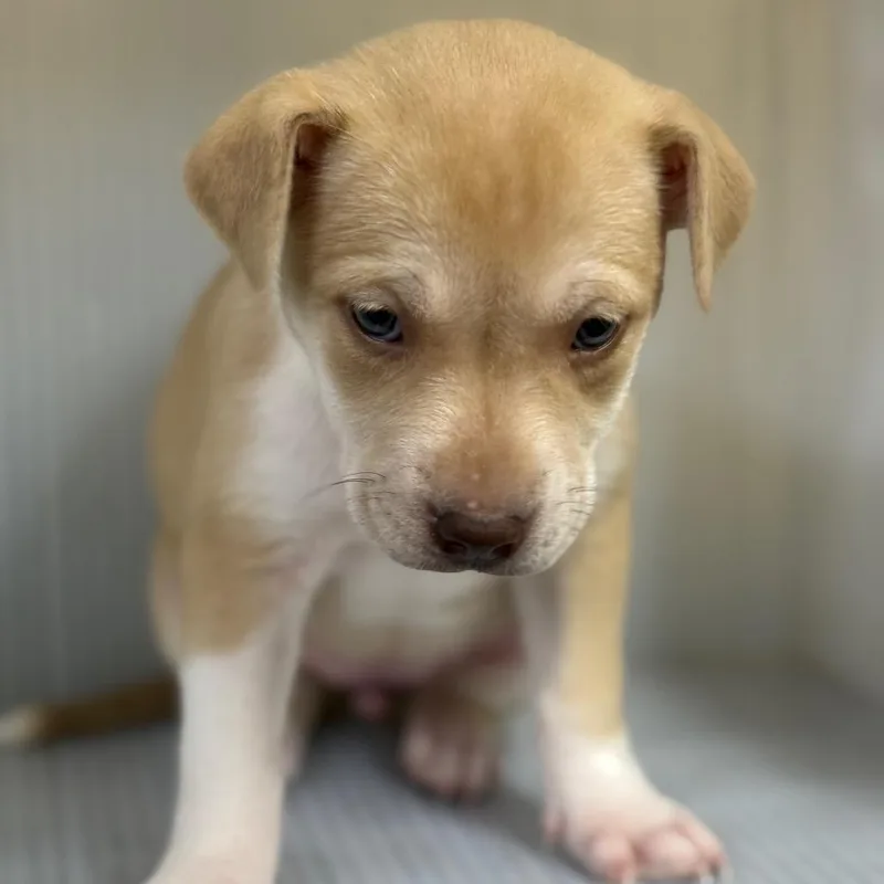 A baby small-sized female White / Cream Mixed Breed dog named Adair for adoption in Norman, OK