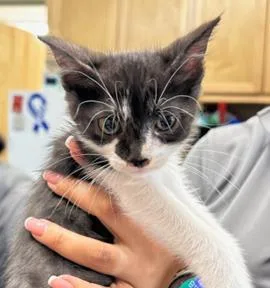 A baby small-sized female Domestic Short Hair cat named Rosie for adoption in West Chester, PA