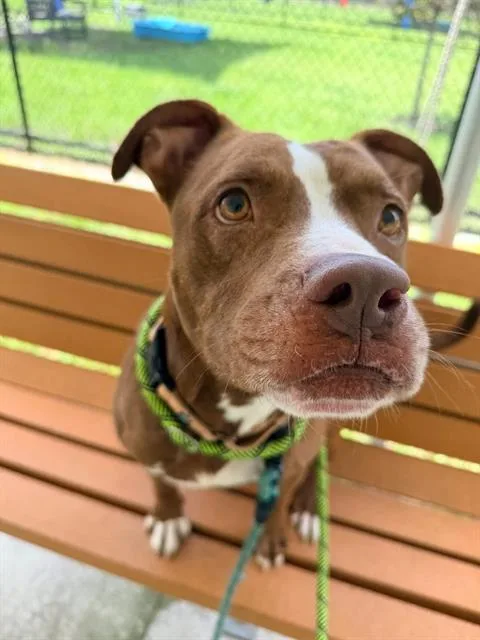 An adult medium-sized male Mixed Breed dog named Shunka for adoption in Palmetto, FL