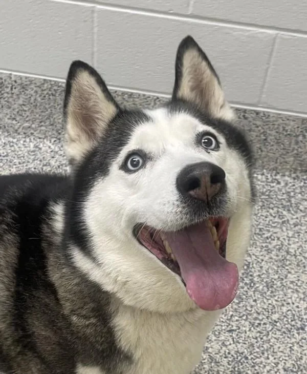 An adult large-sized female Siberian Husky dog named Katya for adoption in Golden, CO