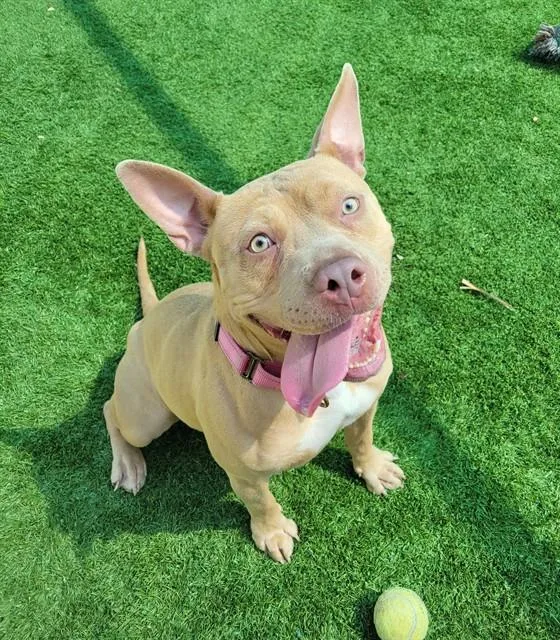 An adult medium-sized female Pit Bull Terrier dog named Clara for adoption in Sarasota, FL
