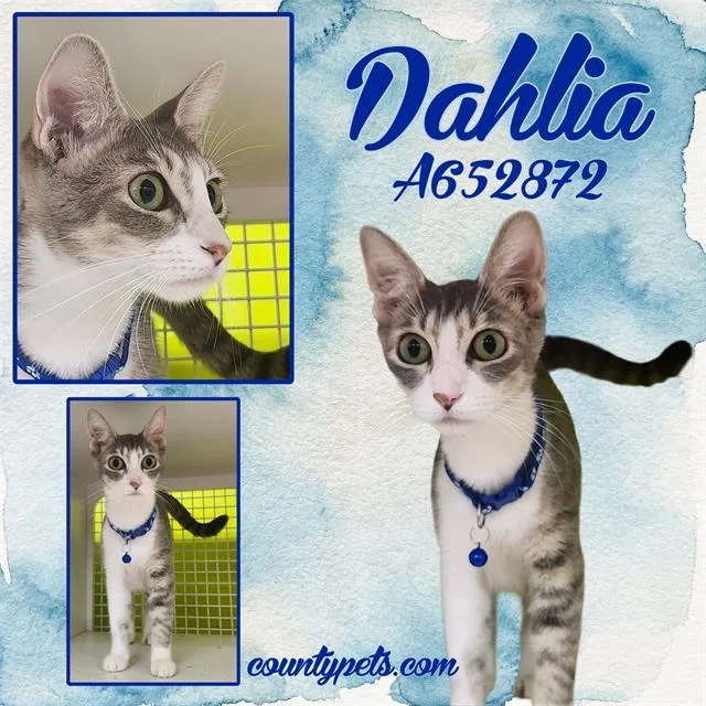 A young large-sized female Domestic Short Hair cat named Dahlia for adoption in Houston, TX