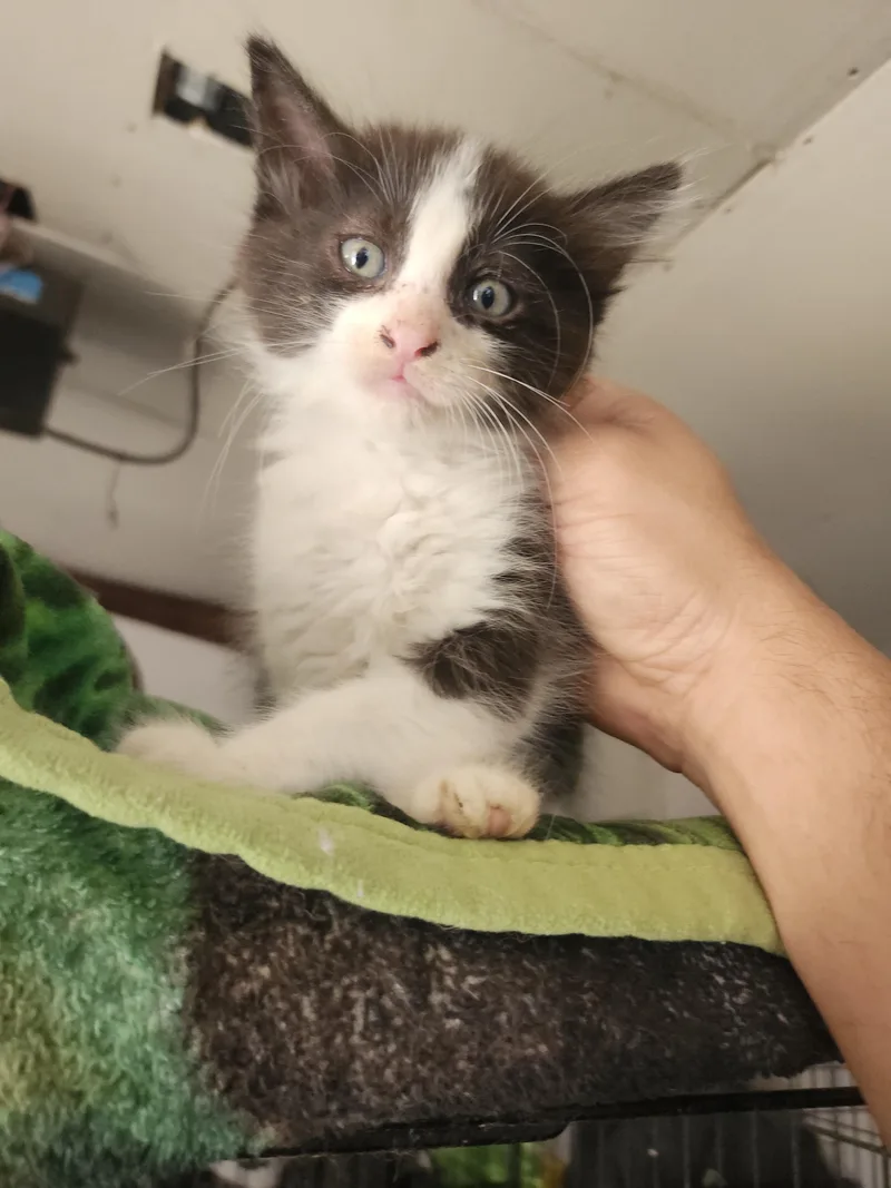 A baby small-sized male Domestic Short Hair cat named Tulio for adoption in Long Beach, CA