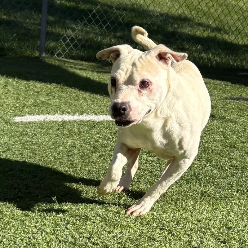 An adult medium-sized male White / Cream Pit Bull Terrier dog named Stormie for adoption in Batavia, OH
