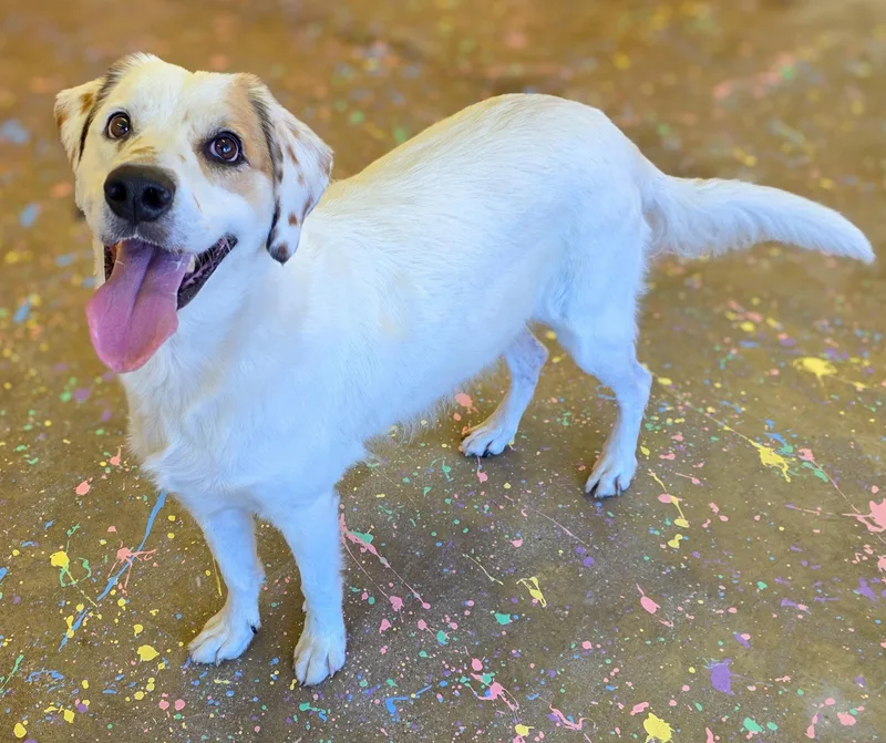 An adult large-sized male Australian Shepherd dog named Branch for adoption in Gainesville, TX