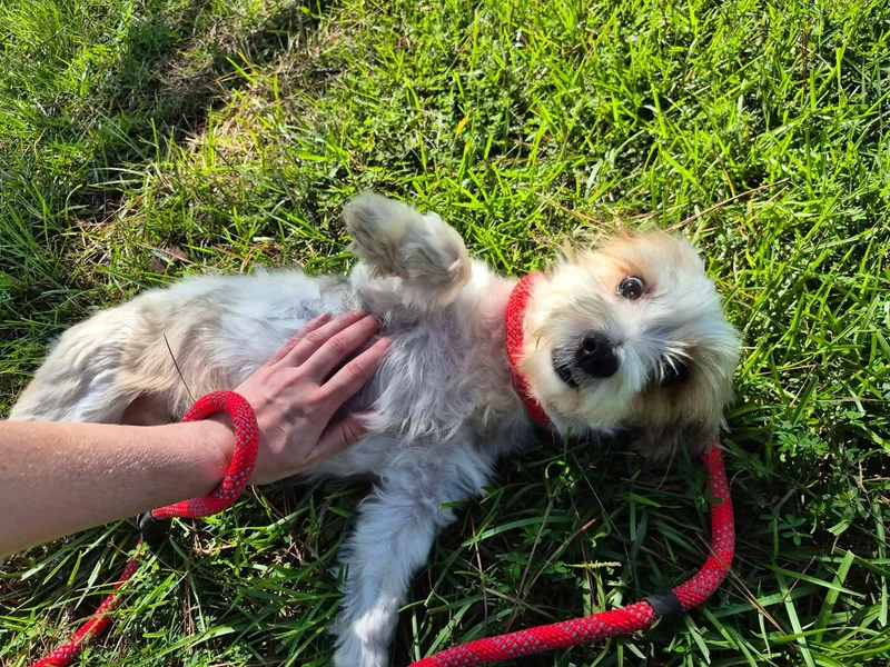 An adult small-sized male White / Cream West Highland White Terrier / Westie dog named Snoop Lion for adoption in metairie, LA
