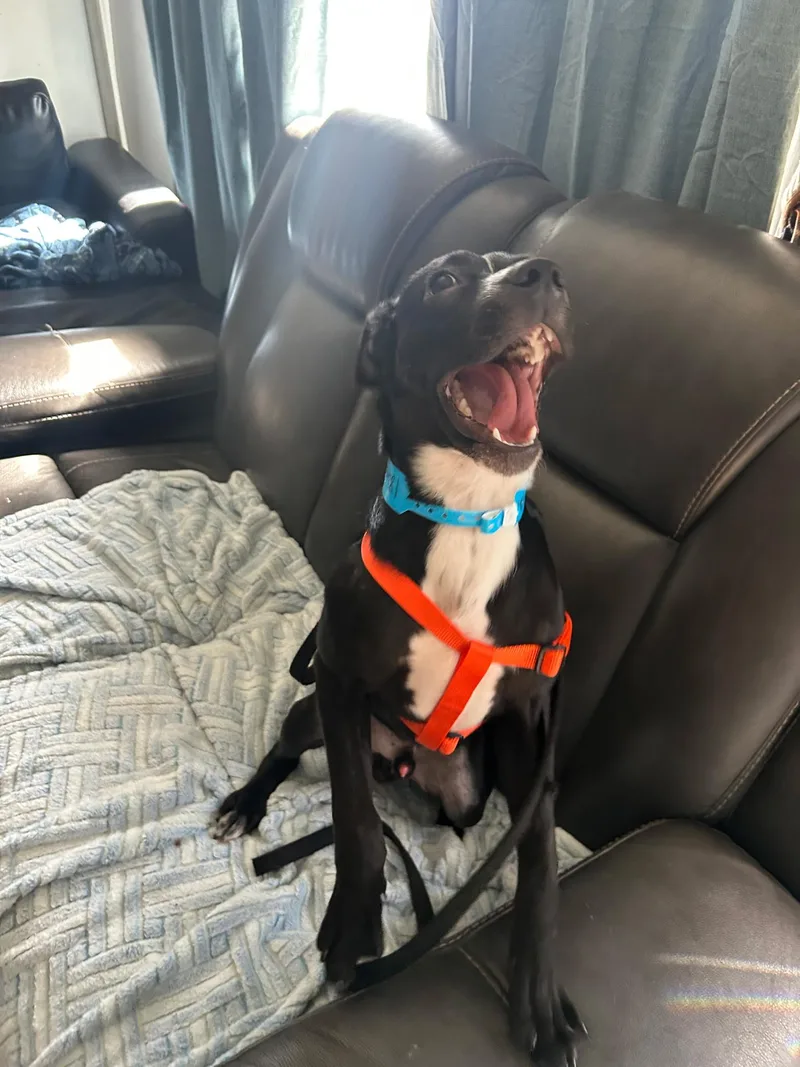 Scout