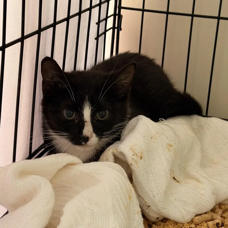 A baby small-sized male Black Domestic Short Hair cat named Labelle for adoption in Lynchburg, VA