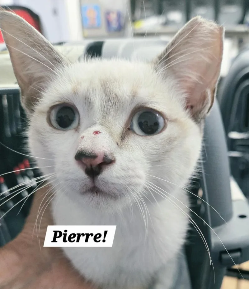 A baby small-sized male Siamese cat named Pierre for adoption in San Antonio, TX