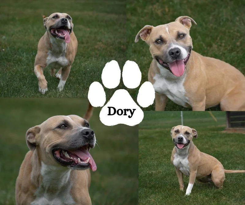 An adult medium-sized female Yellow / Tan / Blond / Fawn Pit Bull Terrier dog named Dory for adoption in Winchester, KY
