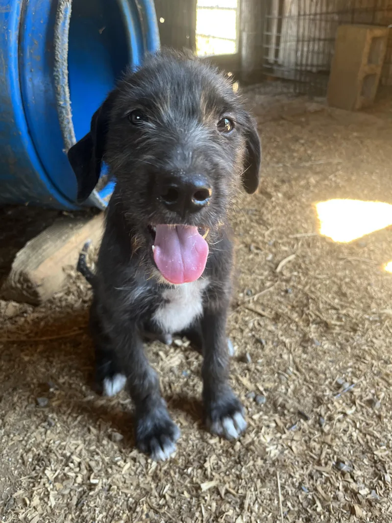A baby medium-sized male Terrier dog named Dragon for adoption in Zimmerman, MN