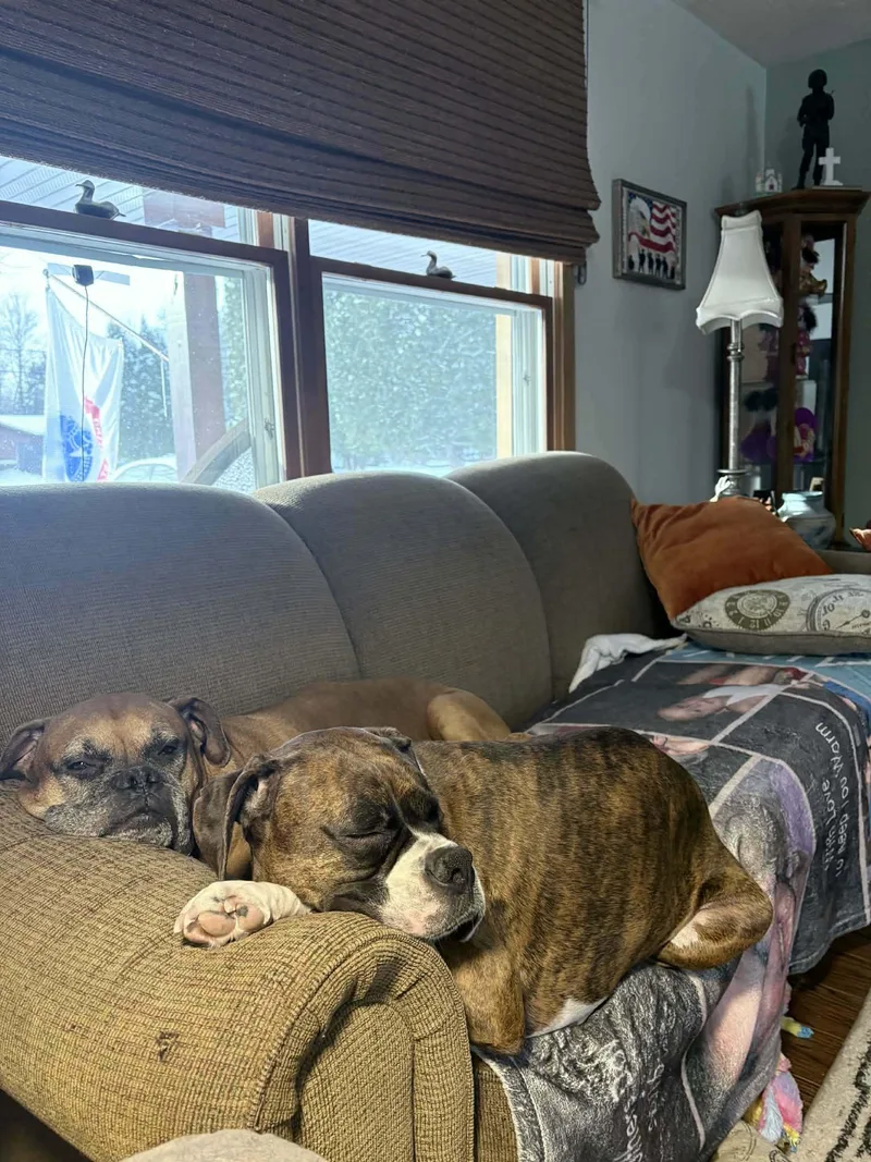 Ryleigh & Roscoe thumbnail 2