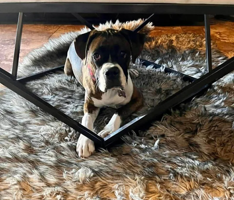 Ryleigh & Roscoe thumbnail 3