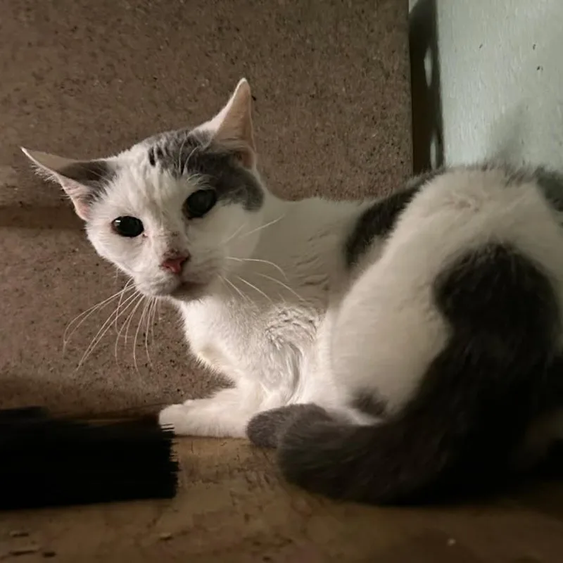 An adult small-sized male White Domestic Short Hair cat named Steel for adoption in Madill, OK