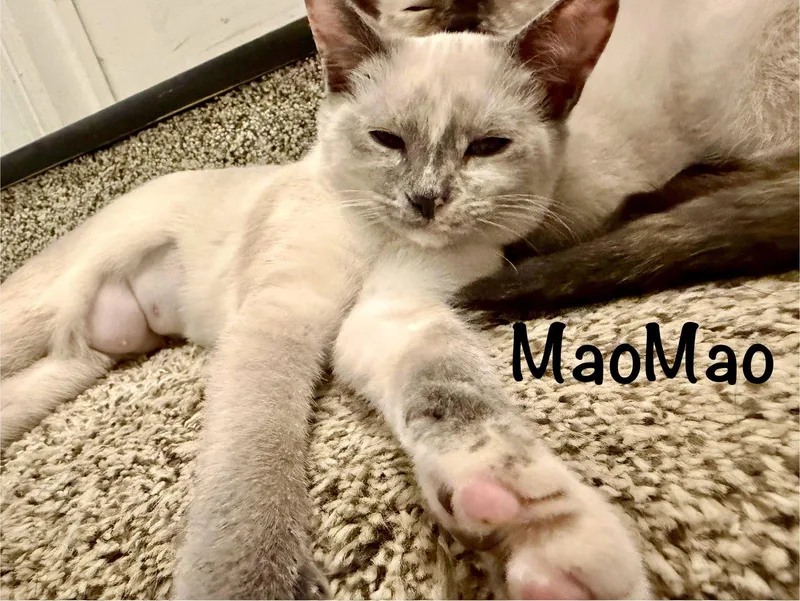 MaoMao
