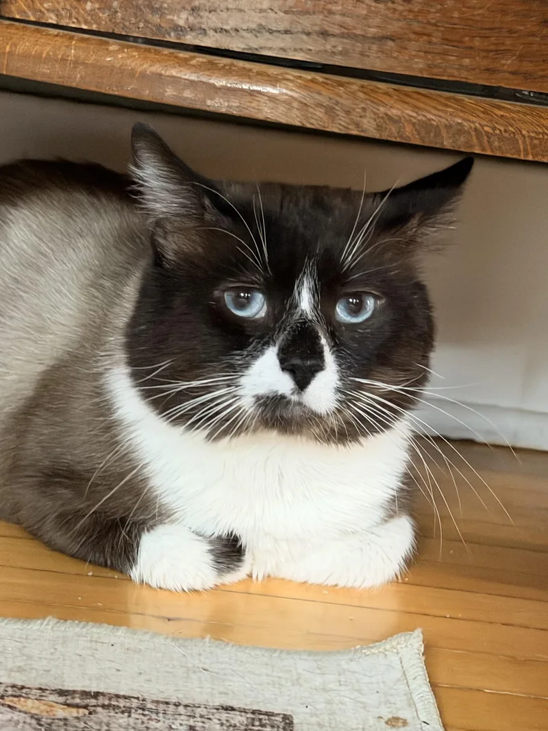 A senior large-sized male Chocolate Point Snowshoe cat named George for adoption in Louisville, KY