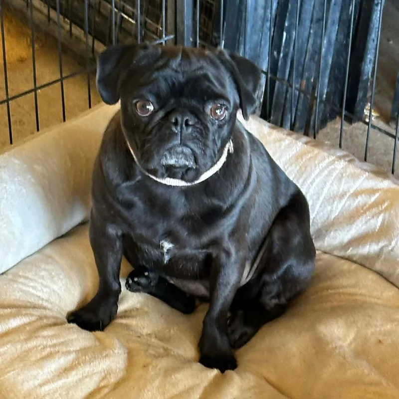 An adult small-sized female Black Pug dog named Rakata for adoption in Loves Park, IL