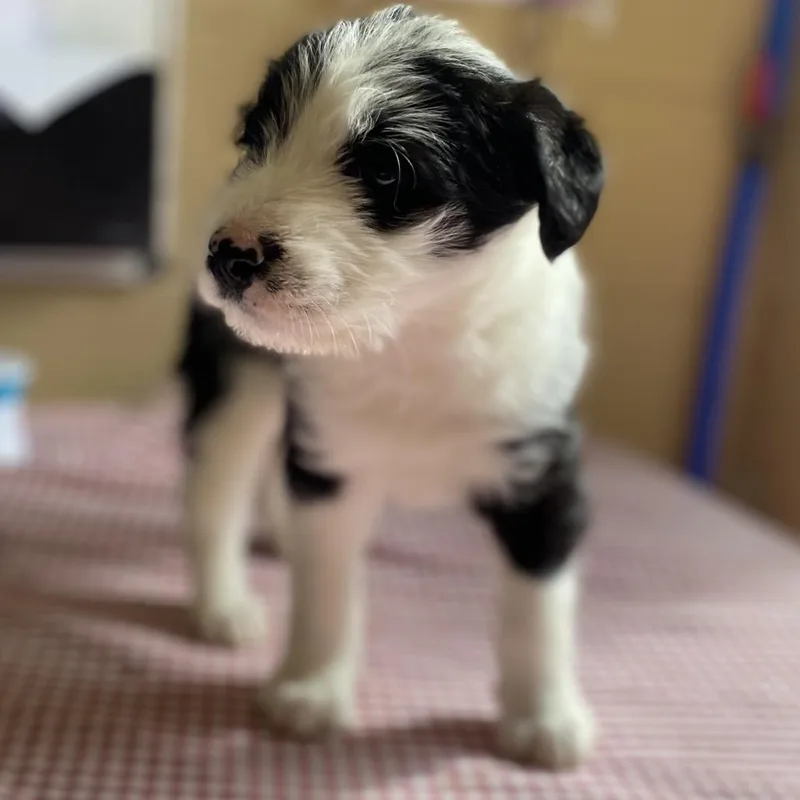 Chandler thumbnail 2