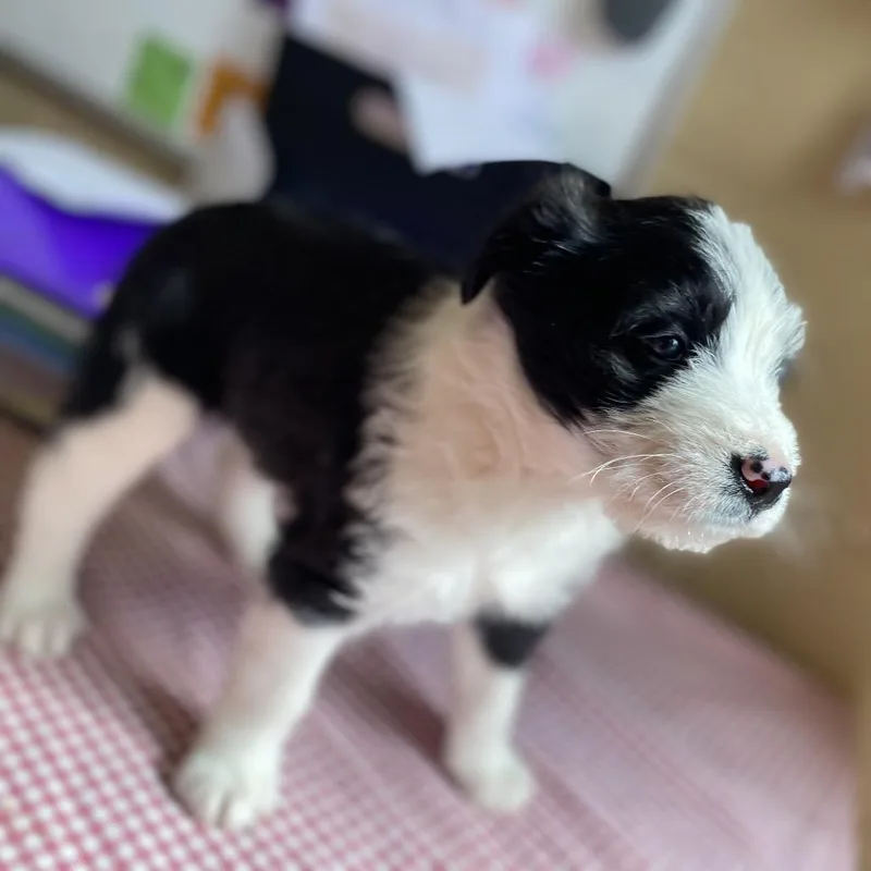 Chandler thumbnail 3