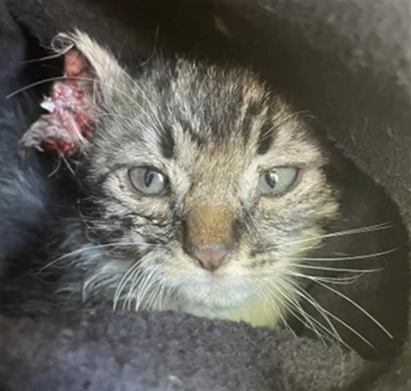 A baby small-sized female Domestic Short Hair cat named Xylia for adoption in Riverside, CA