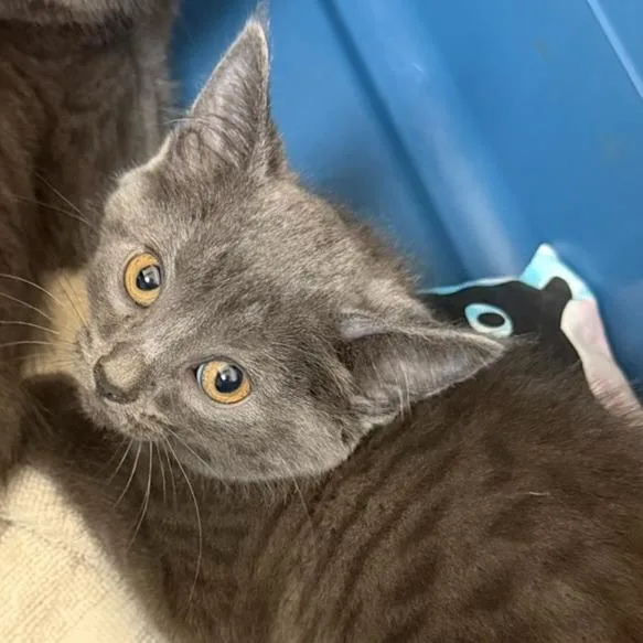 A baby small-sized female Gray / Blue / Silver Domestic Short Hair cat named Bonnie for adoption in Springfield, MA