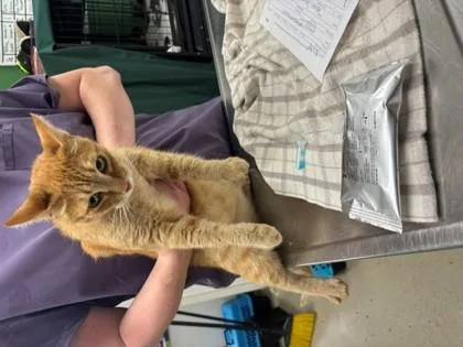 An adult large-sized female Domestic Short Hair cat named Helican for adoption in Athens, GA