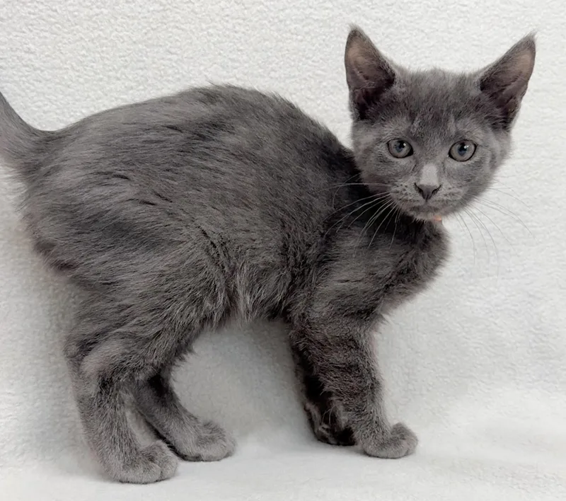A baby medium-sized male Gray / Blue / Silver Domestic Short Hair cat named Aspen for adoption in Minneapolis, MN