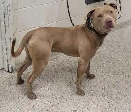 An adult large-sized male Yellow / Tan / Blond / Fawn Pit Bull Terrier dog named Moose for adoption in Kansas City, MO